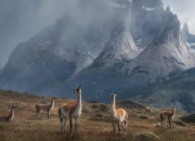 开云体育登录-佩德里状态火热引领战术革命，巴黎新阵完胜厄瓜多尔展现南美足球新思辨