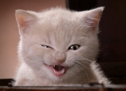 开云体育直播-马克西爆发撕裂防线，步行者提前终结悬念，雷霆模式成联盟新课题